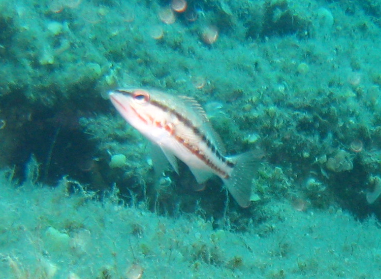 Serranus cabrilla